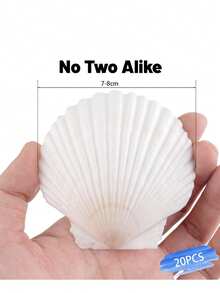 5/10/20pcs Natural Scallop Shell Crafts, 3 Inch White Seashell Home Decor, Seashell Decor For DIY Painting, Baking, Beach, Wedding - Multicolor - View 2