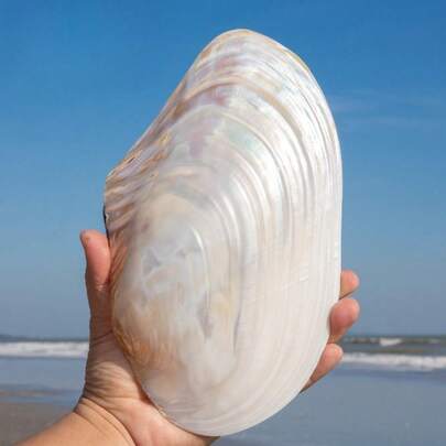 1 pieza Concha de almeja con perla de gran tamaño de un solo lado | Decoración del hogar Plato ornamental grande Decoración de concha Decoración de acuario y paisaje acuático Accesorios Accesorios para fotografía de paisajes Materiales DIY Regalos preciosos de Navidad
