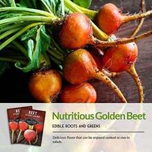 Detroit Golden Beet Seeds For Planting - Sweet Yellow Beets For Garden Growing, High Yield Heirloom Variety, Non-GMO Open Pollinated - Survival Garden Seeds (1 Pack) - 1 - 查看 4