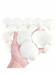 5/10/20pcs Natural Scallop Shell Crafts, 3 Inch White Seashell Home Decor, Seashell Decor For DIY Painting, Baking, Beach, Wedding - Multicolor - View 1