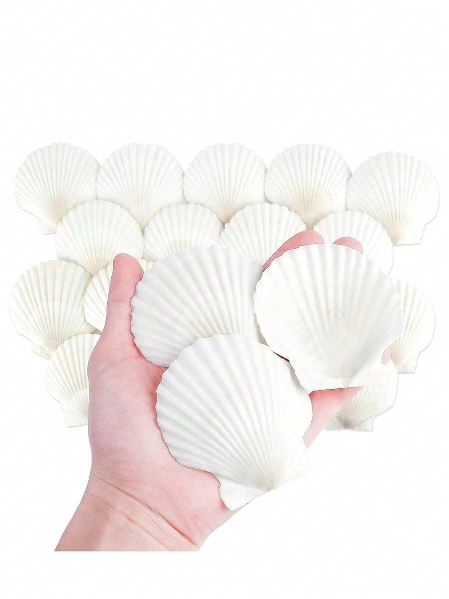 5/10/20pcs Natural Scallop Shell Crafts, 3 Inch White Seashell Home Decor, Seashell Decor For DIY Painting, Baking, Beach, Wedding - Multicolor - View 1