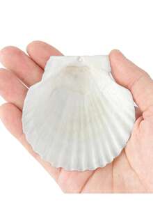 5/10/20pcs Natural Scallop Shell Crafts, 3 Inch White Seashell Home Decor, Seashell Decor For DIY Painting, Baking, Beach, Wedding - Multicolor - View 8