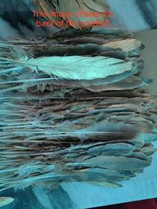 10/40/100 pezzi Piume naturali dorate di oca fatte a mano, lunghe 15-20 cm, adatte per artigianato fai-da-te, decorazioni per matrimoni, cosplay, ali di angeli, fatine e altro ancora. - Multicolore - Visualizzare 10