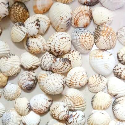 100g/Bag Of Unique Eagle Wing Shells | Suitable For Handmade DIY Wedding Decoration&Beach Theme Accessories - Fish Tank, Christmas Decorations Aquarium Decoration, Vase Decoration, Jewelry Making Materials, Wishing Bottles&Scrapbook Materials