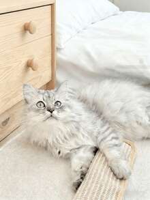 1件装互动猫玩具枕头和猫抓垫，让猫咪独立玩耍和互动，时尚有趣的猫咪配件 - 彩色 - 查看 6