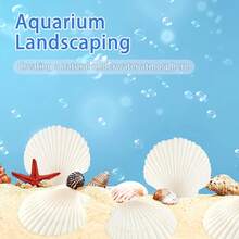 5/10/20pcs Natural Scallop Shell Crafts, 3 Inch White Seashell Home Decor, Seashell Decor For DIY Painting, Baking, Beach, Wedding - Multicolor - View 5