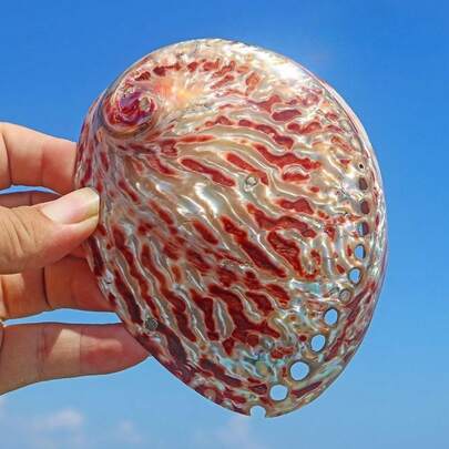 1PC Special Red Striped Abalone Shell | Large Sized Abalone Shell Suitable For Use As Aquarium Micro Landscape Decoration Aquarium Ornament - DIY Ocean Style Home Ornament&Christmas New Year Gift