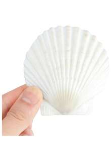 5/10/20pcs Natural Scallop Shell Crafts, 3 Inch White Seashell Home Decor, Seashell Decor For DIY Painting, Baking, Beach, Wedding - Multicolor - View 7