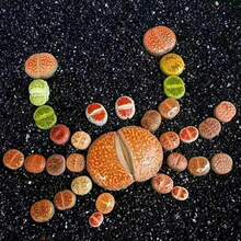 黑色火山岩鹅卵石花瓶填充物，手工装饰石，彩色砾石，适用于家居装饰、水族箱、鱼缸 - 黑金沙 - 查看 6