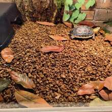 白色鹅卵石装饰填充物，适用于多肉植物盆栽、仙人掌盆栽、玻璃容器植物箱、鱼缸、迷你花园、室内外装饰。 - 小石子 - 查看 6