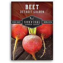 Detroit Golden Beet Seeds For Planting - Sweet Yellow Beets For Garden Growing, High Yield Heirloom Variety, Non-GMO Open Pollinated - Survival Garden Seeds (1 Pack) - 1 - 查看 1