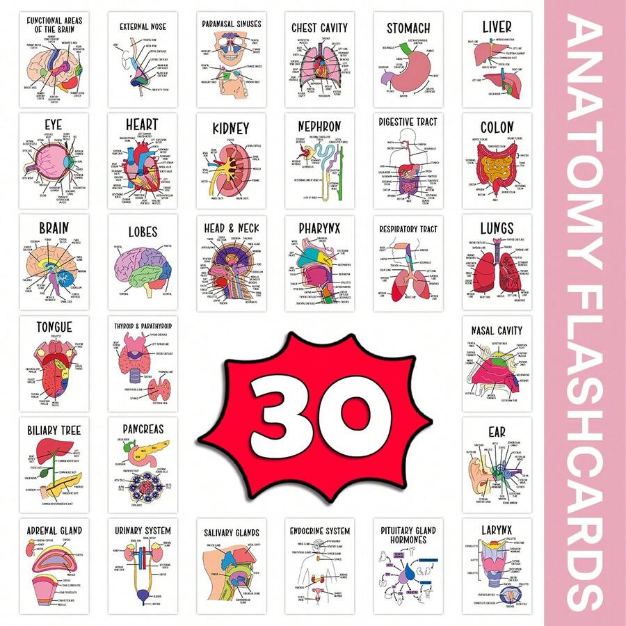 30Pcs Human Anatomy Flashcards, Laminated Anatomy Study Cards With ...