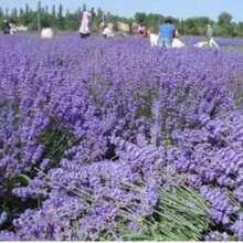 薰衣草香氛袋，床头助眠枕套，缓解焦虑，改善睡眠，天然草本香薰，晚安薰衣草香氛袋 - 淡紫色 - 查看 12