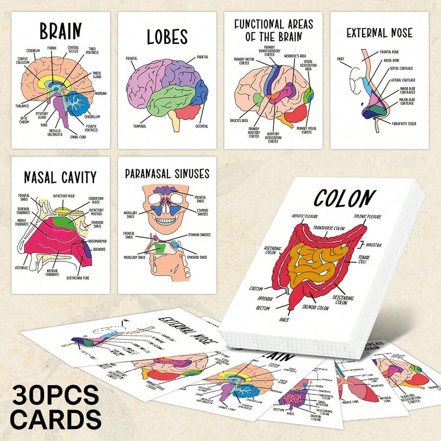 30Pcs Human Body Systems Anatomy Flashcards, Anatomy Flash Cards ...
