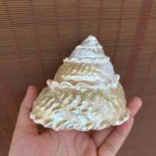 1 件复古抛光蕾丝塔形海螺壳 | 四季皆宜的海岸风情中心装饰品、圣诞壁炉装饰、水族箱摆件、寄居蟹栖息地及海岸小屋装饰 - 珠光白 - 查看 7