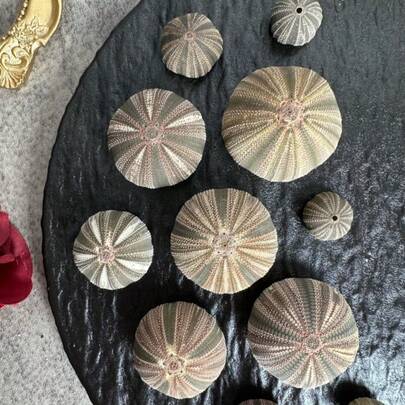 1/2PCS Colorful High Waisted Sea Urchin | Each Pattern Is Different - Suitable For Fish Tank Aquarium Scenery Decoration Ornament Handmade DIY Gift Mediterranean Style Tea Table Decoration Beach Shooting Props Shell Specimen Collection