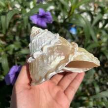 1 件复古抛光蕾丝塔形海螺壳 | 四季皆宜的海岸风情中心装饰品、圣诞壁炉装饰、水族箱摆件、寄居蟹栖息地及海岸小屋装饰 - 珠光白 - 查看 10