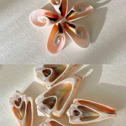 5PCS Beautiful Conch Slices | Triangle Peacock Slices Shell - Suitable For Fish Tank Aquarium Landscape Decoration&Handmade DIY Home Decoration Shell Wind Chime Jewelry Pendant Christmas Tree Decoration Pendant