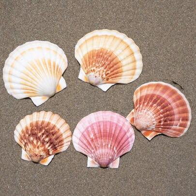 2/5PCS Extra Large Shell Hawaiian Scallop | Colorful And Suitable For Children's Ocean Science Shell - Large Sea Shell Landscape Decoration Fish Tank Decoration Handmade DIY Shell Decoration