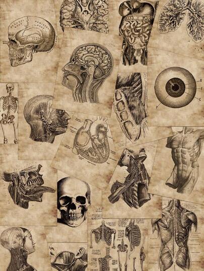 56张人体解剖贴纸，适用于手册、笔记本电脑、手机壳、行李箱、滑板、头盔等装饰。