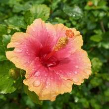 500 Hibiscus S.Eeds For Planting - Colorful Perennial Flower S.Eeds For Growing In The Home Garden - 500 - View 2