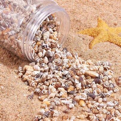 1000 Pcs Tiny Sea Shells For Crafting, Mixed Ocean Beach Mini Seashells Bulk For Home Decorations, Beach Theme Party, Small Shells For Craft, Wedding Decor, Fish Tank Vase Filler(5-12 Mm) 350g/Set