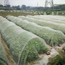 Garden Insect Net Polyethylene Material Dust And Bird Protections For Vegetable Greenhouse - A - View 5