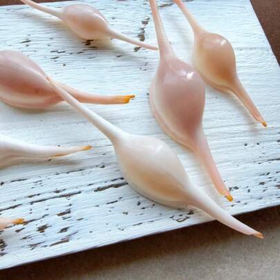 1只造型独特的长菱角螺 | 适用于鱼缸和水族箱微景观创作 - 可替代寄居蟹壳，手工DIY海洋风家居装饰及拍摄道具，圣诞节和感恩节礼物