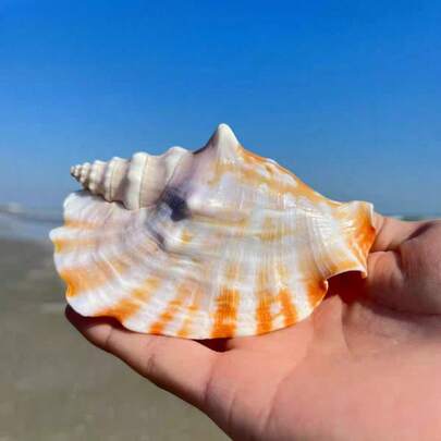 1只中号紫色袖凤凰螺 | 珍贵海螺系列 - 鱼缸景观装饰、水族箱微景观摆件及栖息地螃蟹精美替换壳手工DIY家居装饰摆件