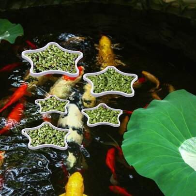 5pcs Aquarium Floating Plant Corral, Star Shaped Fish Feeding Foam For Fish Tank, Duckweed Isolation Circle To Keep Plants (White)