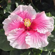 500 Hibiscus S.Eeds For Planting - Colorful Perennial Flower S.Eeds For Growing In The Home Garden - 500 - View 3