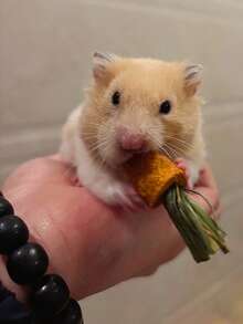 3个装可爱胡萝卜造型小型宠物磨牙玩具，适用于仓鼠、刺猬、兔子等小型宠物，采用合成纤维制成，无需电池 - 查看 6