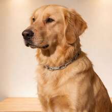 Correa de acero inoxidable para perros grandes, a prueba de explosiones, multidireccional - Plateado - Ver 1