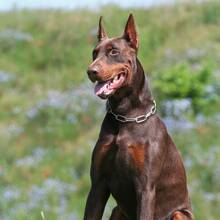 Correa de acero inoxidable para perros grandes, a prueba de explosiones, multidireccional - Plateado - Ver 3