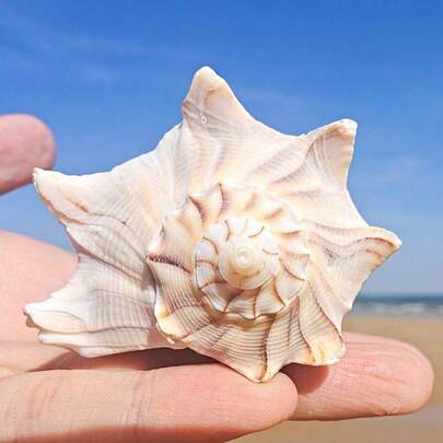 1个大型左旋海螺壳 | 独特的家居装饰雕塑 - 非常适合用作寄居蟹替换壳和水族箱景观装饰，也可DIY制作贝壳圣诞树等节日礼物