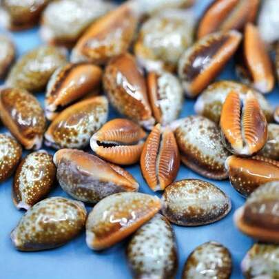 10PCS Mini Safflower Cowrie Shells - Natural Small Shells For DIY Jewelry Making, Resin Art Supplies, Ocean Theme Home Decor, Craft Gift Ideas