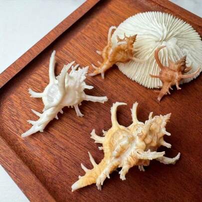 1pc Staghorn Bone Snail Mini Conch - Rare Ocean Collection, Fish Tank Decorations Room Wall Home Decoration, Elegant Marine Handmade DIY Project Materials