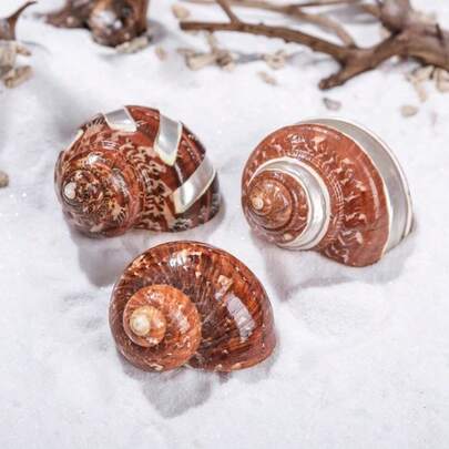 1个猫眼古螺 | 多种图案和颜色 - 适用于鱼缸、水族箱景观装饰和寄居蟹，精美替换壳，DIY家居装饰摆件，圣诞节和感恩节礼物