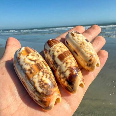 1PC Orange Mouth Torreya Snail | Special Patterns And Colors - Suitable For Fish Tank Scenery, Aquarium Decoration, Hermit Crab Exclusive Shell Replacement&Handmade DIY Enthusiasts Handmade Materials, Shell Wind Chimes, Home Decoration Small Ornaments