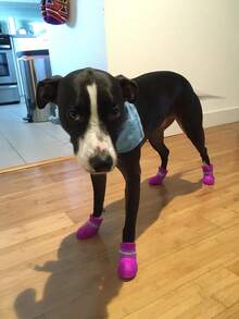 Botas de Lluvia para Mascotas – Zapatos de PVC para Protección de Patas - Morado - Ver 6