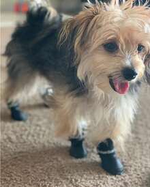Pet Rain Boots – PVC Shoes For Paw Protection - Black - View 6