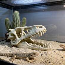 3D恐龙头骨水族箱装饰，鱼类躲藏洞穴，爬行动物栖息地装饰，逼真头骨，适用于鱼缸和水生植物景观 - 歡樂水族 - 查看 3