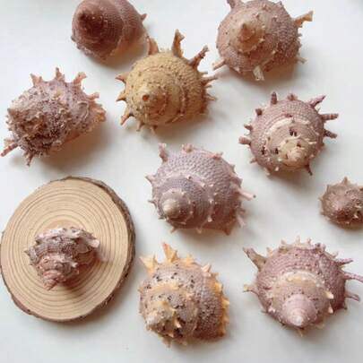 1PC Thunder God Star Snail | Suitable For Use As A Fish Tank Aquarium Landscape Ornament, Hermit Crab Exclusive Shell Replacement - Handmade DIY Shell Home Decoration Ornament&Photo Prop, Beach Wedding Decoration