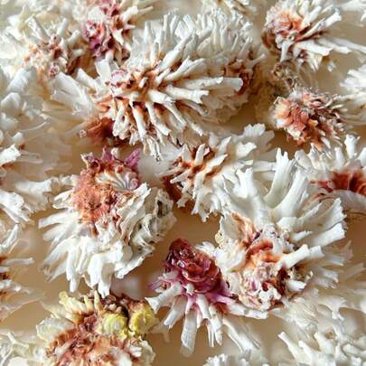 1PC Partial Mouth White Sea Chrysanthemum Clam | Snowflake Clam - Fish Tank Aquarium Micro Landscape Landscape Decoration&DIY Shell European Simple Style Home Decoration Ornament Shooting Landscape Props Valentine's Day Thanksgiving Gift