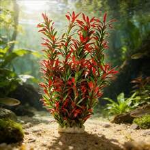 1pc Red Artificial Aquatic Plant Decoration, PE Material, Ceramic Base, Compatible With Large Aquarium, Aquarium Decor, Soft Fake Water Plant, Slouchy Landscape Ornament, Realistic Aquarium Underwater Plant Decor, Vibrant Color Artificial Aquarium Plant, Fake Water Grass - A - View 4
