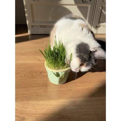 1pc New Design Slouchy Hydroponic Cat Grass Planter. Soil-Free Planting Scientific Design (Cat Grass Seeds Not Included). Three-Layer Isolation Design Separates Cat Grass And Water Bowl. Easy To Clean And Maintain.