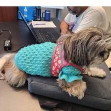 Puppy Knit Sweater Warm Retro Ruffled Collar - Cadet Blue - View 4