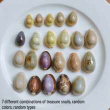 7-Style Box Of Cowrie Shell Beads - Seashell Shells For DIY Jewelry Making, Ocean-Themed Christmas Ornaments, Wind Chime Charms, Scrapbooking Embellishments & Nautical Craft Kits (Bracelet & Necklace Beads) - 7 Styles - View 5