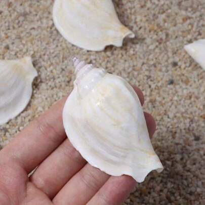 1PC Purple And White Phoenix Snail - Shell Conch Marine Decoration Decorations, Home Decorations, Jewelry, Nail Art Art Elegant Shooting Props