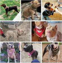 Serijoars Leather Spiked Dog Harness And Collar Set - Suitable For Large Breeds Pit Bull Terriers, Labradors, Dobermans - Durable Leather Harness And Collar Leash 3Pcs Set (Studs White, XL) - Color15 - 查看 5